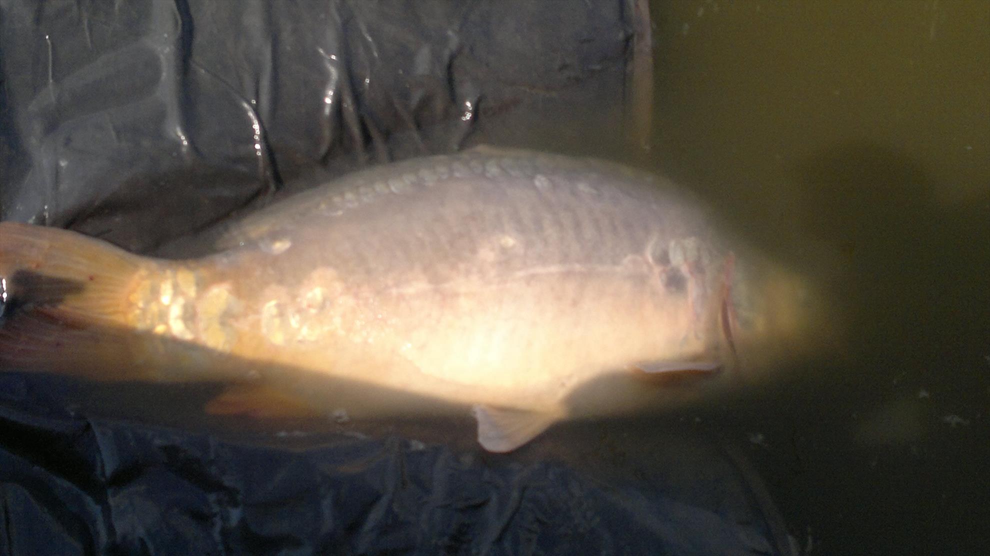 Inca o partida reusita...Magura 9 25.08.13 - 2013-08-25-154.jpg